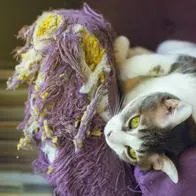 Conozca las razones por las que los gatos arañan los muebles de la casa. Dato sorprendió a dueños y dan trucos para evitar que siga sucediendo.