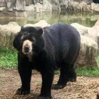Oso de anteojos Cucho, murió en Barranquilla, nació en Nariño y vivió en Manizales.