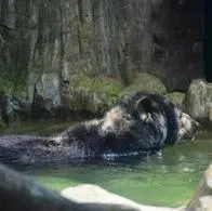 Muerte de oso Chucho fue inesperada aunque la necropsia habló por sí sola.