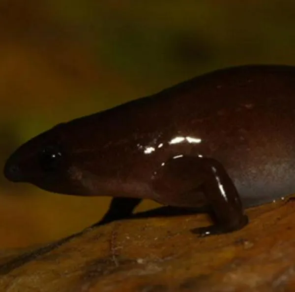 Secretos de la Amazonia revelados: fueron descubiertas nuevas especies de ranas jamás vistas por la ciencia.