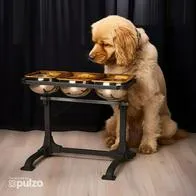 Comederos elevados para perros: 5 beneficios de este implemento y qué debería tener en cuenta antes de comprarlo para elegirlo correctamente.