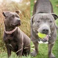 Razas de perros que deben usar bozal en la calle: multas si se incumple norma