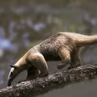Hombre que asesinó a un oso hormiguero en zona rural del Cerrito, Valle del Cauda, fue judicializado por la Fiscalía General. El sujeto no aceptó los cargos.