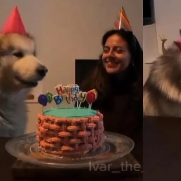 Emotivo momento: perrito conquista internet al cantarle el feliz cumpleaños a su dueña