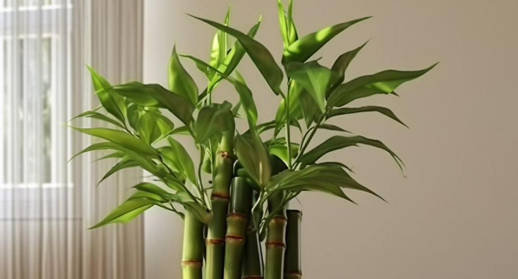 Los beneficios de decorar con bambú en la vida moderna