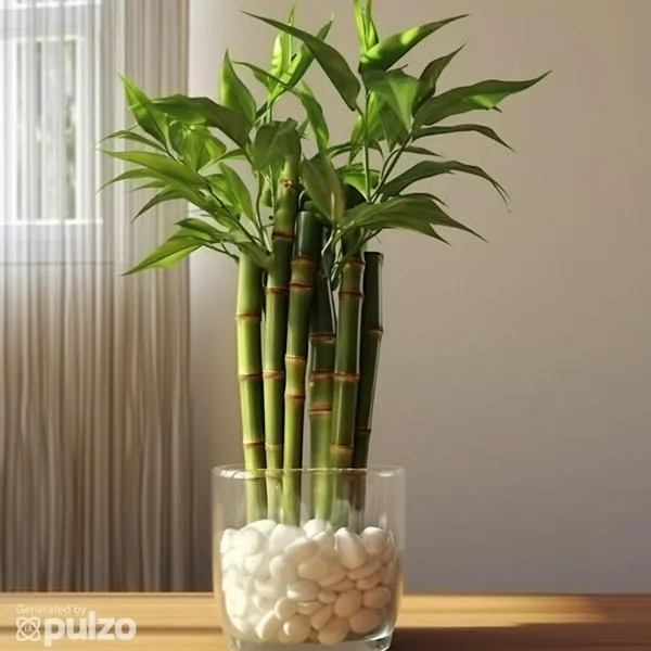 Esta es la forma correcta para cuidar su bambú de la buena suerte.