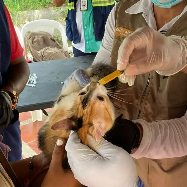 Perros y gatos recibieron atención medica, desparasitación y vacunación en dos barrios de Cartagena.