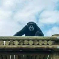 Fiscalía imputó por maltrato animal agravado al cuidador de los chimpancés ultimados por el Ejército