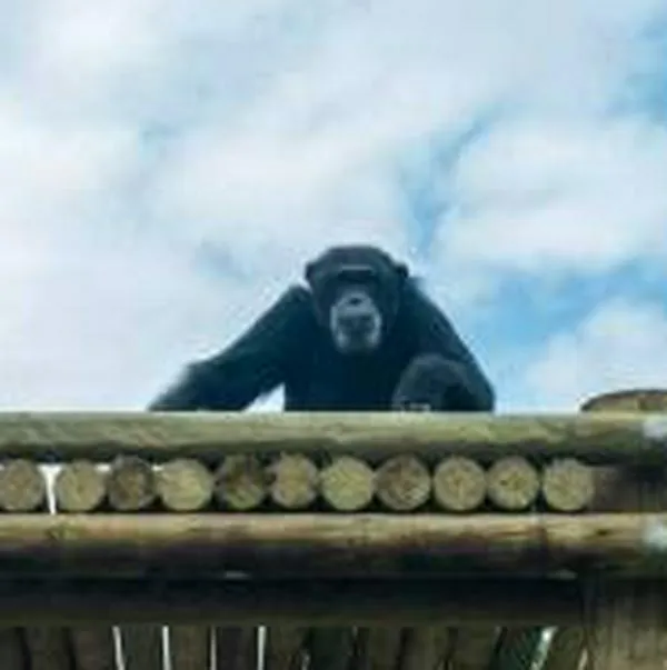 Fiscalía imputó por maltrato animal agravado al cuidador de los chimpancés ultimados por el Ejército