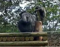 Animalistas afirman que falta mucho por revelar en caso de chimpancés asesinados, uno de ellos era de Raúl Gasca.
