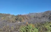 Alrededor de 30 hectáreas afectadas dejó incendio forestal en Saboyá