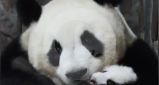 Video | Emotivo reencuentro: bebé panda y su madre se abrazan tras días de separación