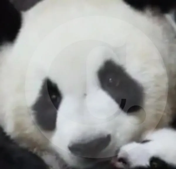 Video | Emotivo reencuentro: bebé panda y su madre se abrazan tras días de separación
