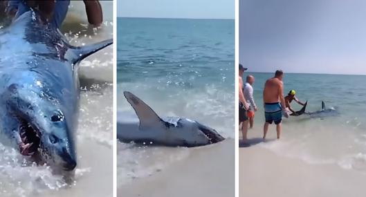 EN VIDEO: ¡Qué susto! Turistas rescatan a tiburón varado en playa de Florida.
