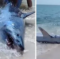 EN VIDEO: ¡Qué susto! Turistas rescatan a tiburón varado en playa de Florida.