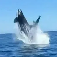 VIDEO | Una orca  y un delfín chocaron en pleno salto ante la mirada atónita de turistas.