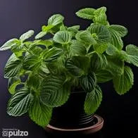 Este es el significado que tiene una planta de monedas o monedas.