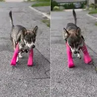 Video: conmovedor momento en el que una perrita prueba sus prótesis para caminar por primera vez