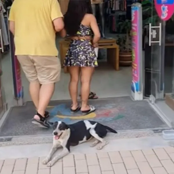 Almacenes de la Costa dejan entrar a perros callejeros para que se refresquen por ola de calor.