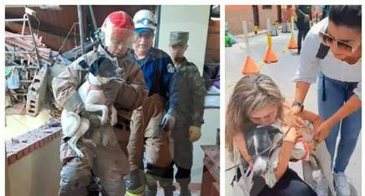 Rescatan de explosión en Rionegro a perra que quedó atrapada entre escombros