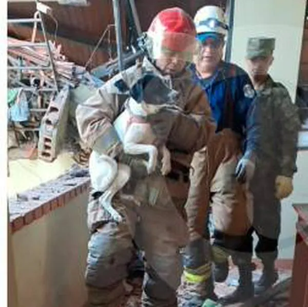 Rescatan de explosión en Rionegro a perra que quedó atrapada entre escombros