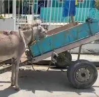 Policía rescató a un burro víctima de maltrato animal y capturó a su cuidador en Cartagena.