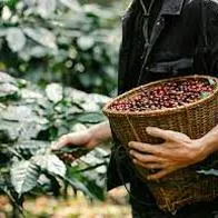 Caficultores de Colombia le piden ayuda económica al Gobierno Nacional por el bajo precio de la carga de café. Solicitan dinero del presupuesto general.