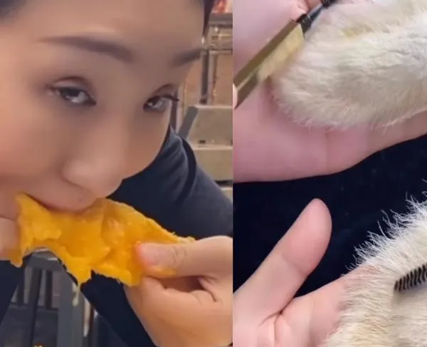 Pepas de mango como mascota. la nueva tendencia entre los jóvenes chinos.