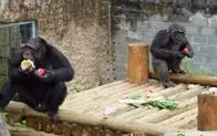 Dictan medida de aseguramiento para cuidador de los chimpancés asesinados de Ukumarí en Pereira