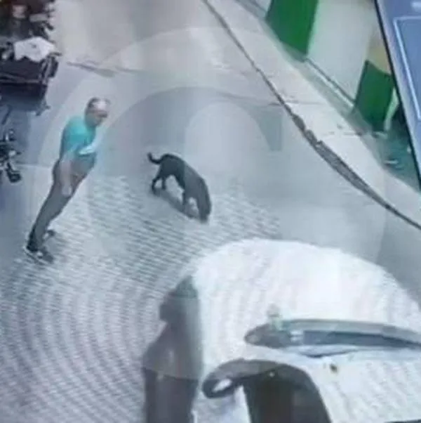 Antioquia hoy: conductor atropelló a perro en Sonsón y no se detuvo a ayudar
