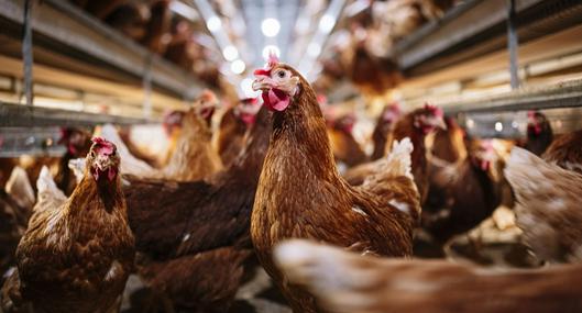 Investigadores dicen haber utilizado IA para traducir los cacareos de las gallinas