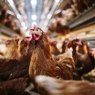 Investigadores dicen haber utilizado IA para traducir los cacareos de las gallinas