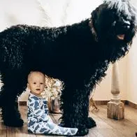 10 razas de perros grandes que se la llevan bien con niños