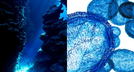 Un nuevo virus fue descubierto, habita el lugar más profundo e inexplorado del océano
