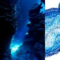 Un nuevo virus fue descubierto, habita el lugar más profundo e inexplorado del océano