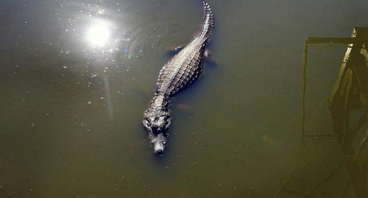 Florida: investigan muerte de mujer que fue encontrada junto un caimán