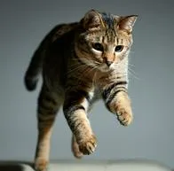 Hombre en Bucaramanga fue judicializado por la su presunta responsabilidad en la muerte de un gato. Lo habría lanzado desde el décimo piso de un conjunto.