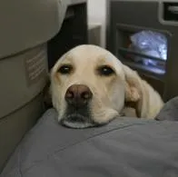 Pasajeros de avión recibieron más de $ 5 millones de reembolso por viajar al lado de oloroso perro.