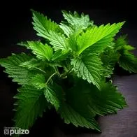Este es el significado que tiene una planta de Ortiga.
