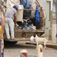 Perro se volvió viral por ayudar a recolectar la basura