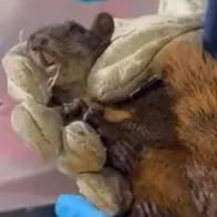 Video: Una ardilla fue salvada tras incendio en Altos de Menga
