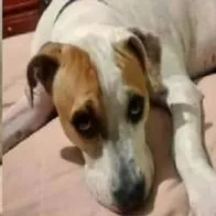 Coffy, perro que murió por defender a su amo durante un robo.