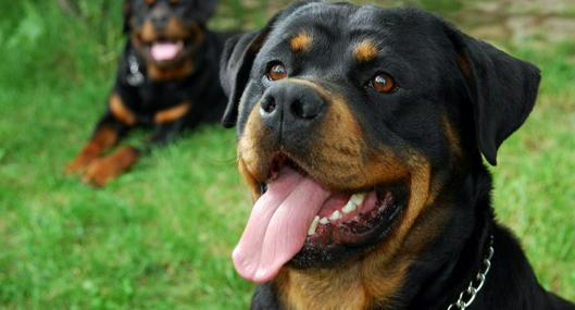 Las razas de perros que no se recomienda tener como mascotas, según expertos. Pitbul y bulldog son algunos de los que no se recomienda tener en casa.