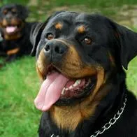 Las razas de perros que no se recomienda tener como mascotas, según expertos. Pitbul y bulldog son algunos de los que no se recomienda tener en casa.