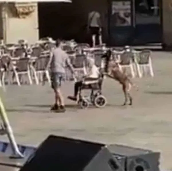 Momento en el que un perro lleva a su dueña en silla de ruedas durante un concierto de Arde Bogotá en España