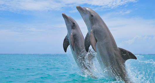¿Es cierto que el delfín es el animal más inteligente del mar? Estas serían las razones