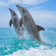 ¿Es cierto que el delfín es el animal más inteligente del mar? Estas serían las razones