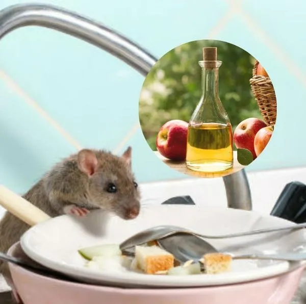 El vinagre es muy útil para poder ahuyentar a las ratas y ratones del hogar.