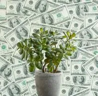 En estos lugares de la casa se debe poner el árbol de jade para atraer dinero