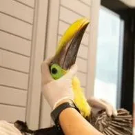 Rescataron un tucán con las alas cortadas en Manrique, barrio de Medellín.